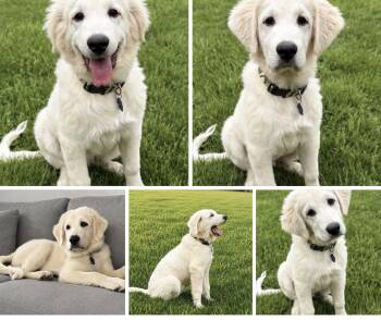 charlie -  Great Pyrenees Dog for Adoption in Pittsburgh, Pennsylvania - Charlie | PetCurious