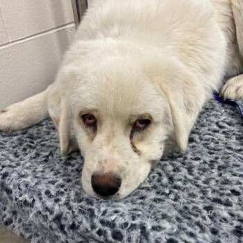 Anatolian Shepherd and Great Pyrenees Dogs Available for Adoption - Ace | PetCurious