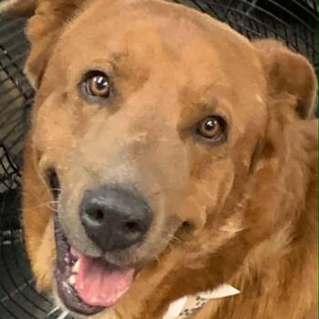 Rocky -  Retriever and Shar Pei Dog for Adoption in St. George, Utah - Rocky | PetCurious
