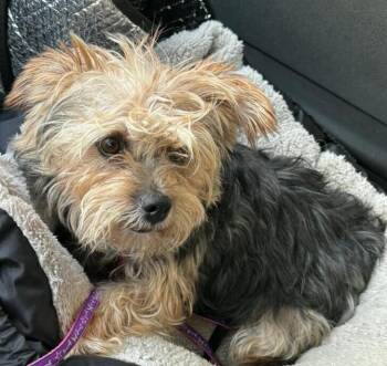 Ava -  Yorkshire Terrier Dog for Adoption in Dallas, Texas - Ava | PetCurious
