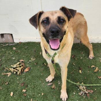 Rescue Black Mouth Cur and Mixed Breed Dogs for Adoption in Austin, Texas - Frances JuM | PetCurious