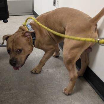 Paquito -  Pit Bull Terrier Dog for Adoption in Philadelphia, Pennsylvania - Paquito | PetCurious