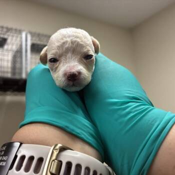 Lucky -  Chihuahua Dog for Adoption in Pasadena, California - Lucky | PetCurious