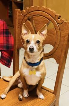 Rescue Chihuahua Dogs for Adoption in Hockessin, Delaware - Mo | PetCurious