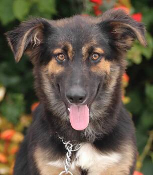 German Shepherd Dog Dogs Available for Adoption in Los Angeles, California - *Sage Von Kandel  | PetCurious
