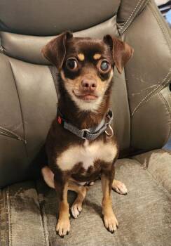 Mia -  Chihuahua Dog for Adoption in Walnutport, Pennsylvania - Mia | PetCurious
