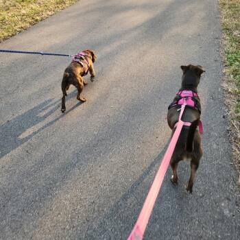 Pit Bull Terrier and Mixed Breed Dogs Available for Adoption in Nashville, Tennessee - Thumper | PetCurious