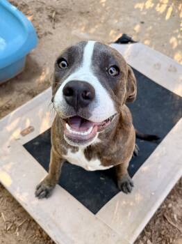 Rescue Pit Bull Terrier Dogs for Adoption in Peoria, Arizona - Clovis | PetCurious