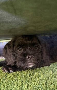 Jackie -  Labradoodle and Pug Dog for Adoption in San Diego, California - Jackie | PetCurious