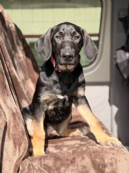 German Shepherd Dog and Labrador Retriever Dogs Available for Adoption in Pleasant Hill, California - Captain | PetCurious
