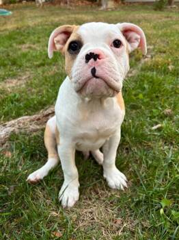 Angus -  American Bulldog Dog for Adoption in Shawnee, Oklahoma - Angus | PetCurious