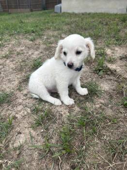 Maltese Dogs Available for Adoption in Luling, Texas - Coco | PetCurious