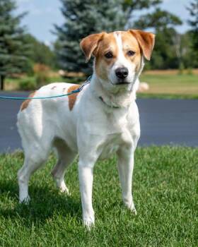 Molly -  Australian Shepherd and Rottweiler Dog for Adoption in Pequot Lakes, Minnesota - Molly | PetCurious