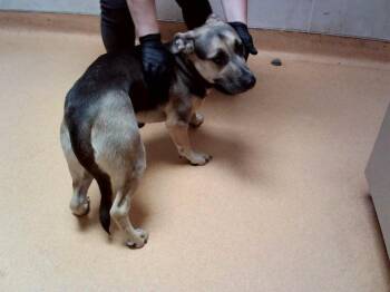 PETER -  German Shepherd Dog and Mixed Breed Dog for Adoption in Martinez, California - PETER | PetCurious
