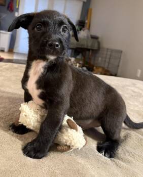 Toast -  American Bully Dog for Adoption in Lisbon, Iowa - Toast | PetCurious