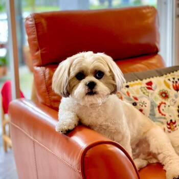 Shih Tzu Dogs Available for Adoption - Paco Gus | PetCurious