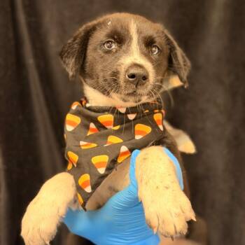 Pongo -  Shepherd and Mixed Breed Dog for Adoption in San Antonio, Texas - Pongo | PetCurious