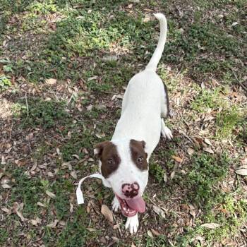 Rescue Mixed Breed Dogs for Adoption in West Palm Beach, Florida - Toulouse | PetCurious