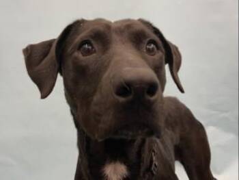 Sally -  Retriever and Mixed Breed Dog for Adoption in Golden Valley, Minnesota - Sally | PetCurious