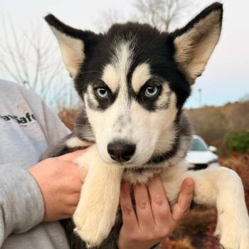 Rescue Husky Dogs for Adoption in Stormville, New York - CT Cookie | PetCurious