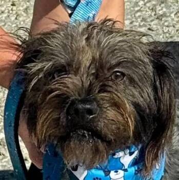 Chip (20260822-01) -  Cairn Terrier Dog for Adoption in Niagara Falls, Ontario - Chip (20260822-01) | PetCurious