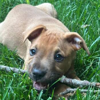Gravy -  Labrador Retriever and Hound Dog for Adoption in Fountain Hill, Pennsylvania - Gravy | PetCurious