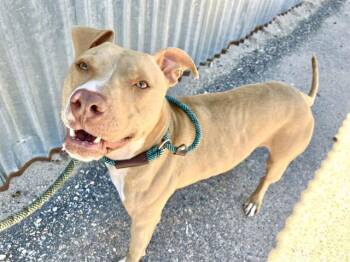 MIKEY -  Pit Bull Terrier and Mixed Breed Dog for Adoption in Albuquerque, New Mexico - MIKEY | PetCurious