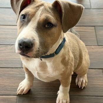 Roxy -  Pit Bull Terrier Dog for Adoption in Krum, Texas - Roxy | PetCurious