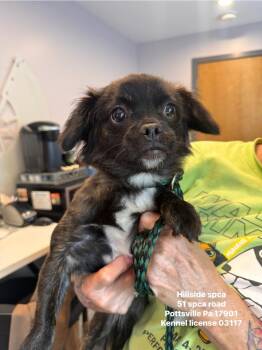 Coco -  Chihuahua and Shih Tzu Dog for Adoption in Pottsville, Pennsylvania - Coco | PetCurious