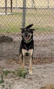 Kobe -  Mixed Breed Dog for Adoption in Ocala, Florida - Kobe | PetCurious