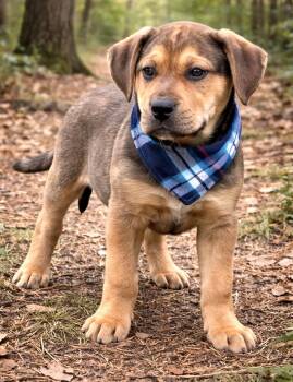 Black Mouth Cur and German Shepherd Dog Dogs Available for Adoption - CLYDE | PetCurious