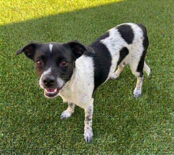 AMY -  Australian Cattle Dog Blue Heeler and Dachshund Dog for Adoption in Dallas, Texas - AMY | PetCurious