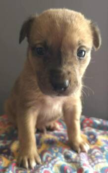 Labrador Retriever and Australian Shepherd Dogs Available for Adoption - Surprise | PetCurious