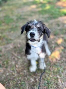 Goldendoodle and Husky Dogs Available for Adoption in Aiken, South Carolina - Benny | PetCurious