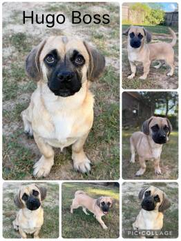 Hugo Boss -  Pug and Dachshund Dog for Adoption in Enterprise, Alabama - Hugo Boss | PetCurious