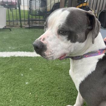 Foxy -  Pit Bull Terrier Dog for Adoption in Seward, Nebraska - Foxy | PetCurious