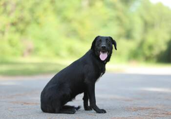 Daffodil -  Black Labrador Retriever and Flat Coated Retriever Dog for Adoption in Lucedale, Mississippi - Daffodil | PetCurious