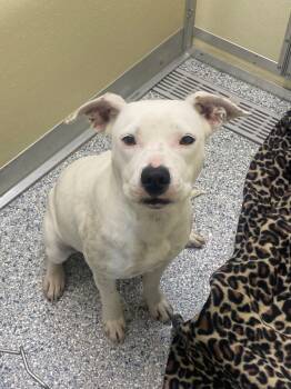 Rescue Terrier Dogs for Adoption in Athens, Tennessee - Annie | PetCurious