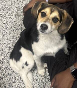 Beagle and Mixed Breed Dogs Available for Adoption in West Chester, Pennsylvania - Pumpernickel | PetCurious