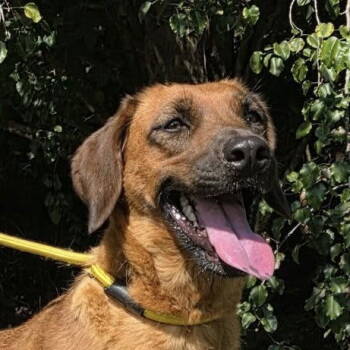 Rescue Hound Dogs for Adoption in Locust Fork, Alabama - Mollie | PetCurious