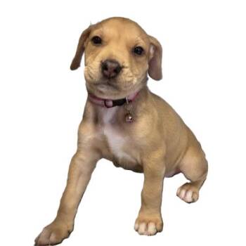 SEQUOIA -  American Staffordshire Terrier Dog for Adoption in San Antonio, Texas - SEQUOIA | PetCurious