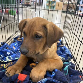 Terrier Dogs Available for Adoption in Coldwater, Michigan - Male Pup  | PetCurious