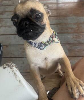 Gertie -  Pug Dog for Adoption in Decatur, Georgia - Gertie | PetCurious