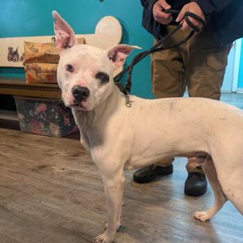 Pit Bull Terrier Dogs Available for Adoption in Jefferson City, Tennessee - Zion | PetCurious