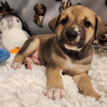 Aslan -  Shepherd Dog for Adoption in Alpine, Texas - Aslan | PetCurious