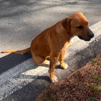 Red -  Mixed Breed Dog for Adoption in Little Rock, Arkansas - Red | PetCurious
