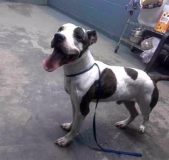 Pit Bull Terrier and Mixed Breed Dogs Available for Adoption in Tallahassee, Florida - BRUCE | PetCurious