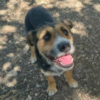 Wirehaired Terrier Dogs Available for Adoption in Austin, Texas - Matilida KH | PetCurious