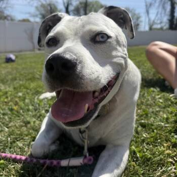 Blue Thunder -  Mixed Breed Dog for Adoption in Winston-salem, North Carolina - Blue Thunder | PetCurious