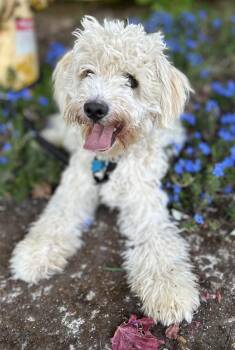Miniature Poodle Dogs Available for Adoption in Portland, Oregon - Kiki | PetCurious
